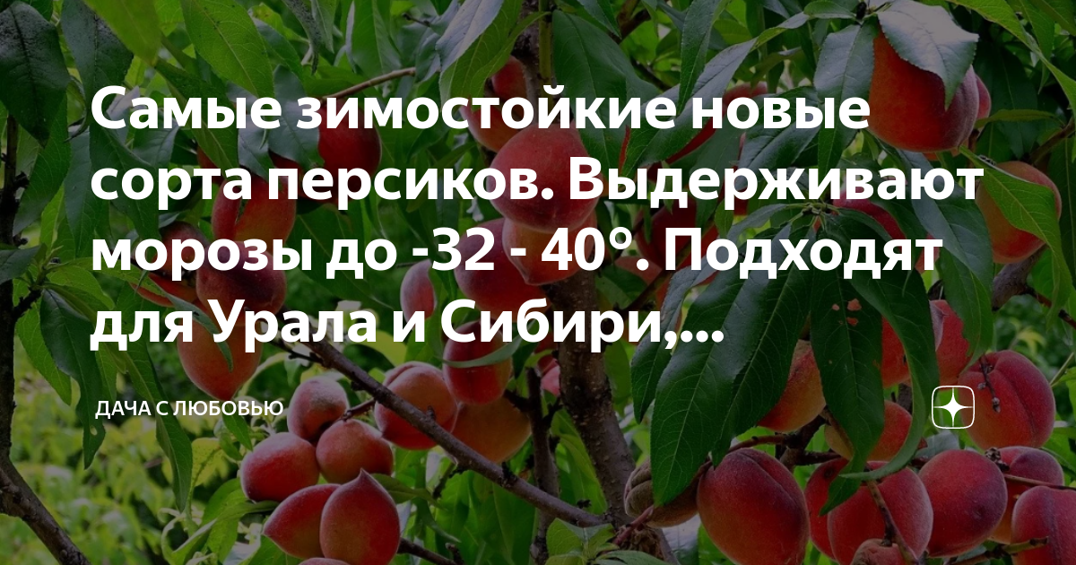 Персик Воронежский кустовой
