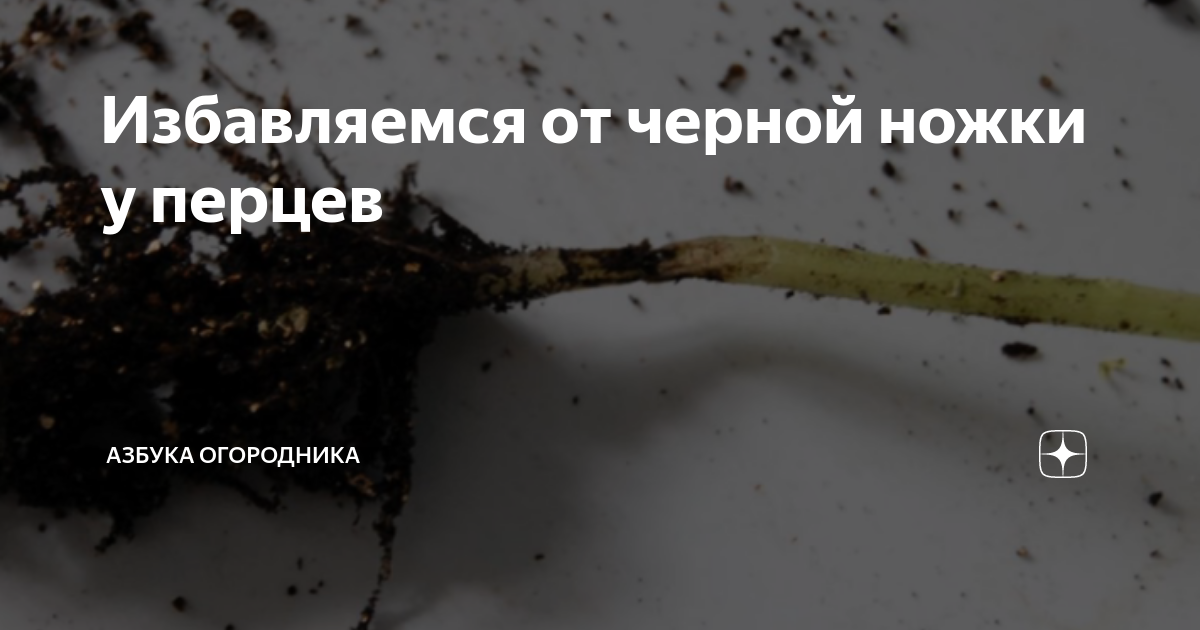 Избавляемся от черной ножки у перцев | Азбука огородника | Дзен