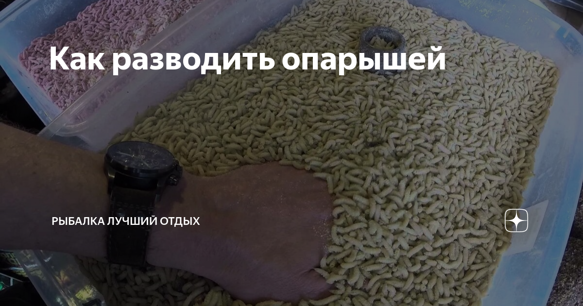 Как развести опарышей. Как развести опарышей