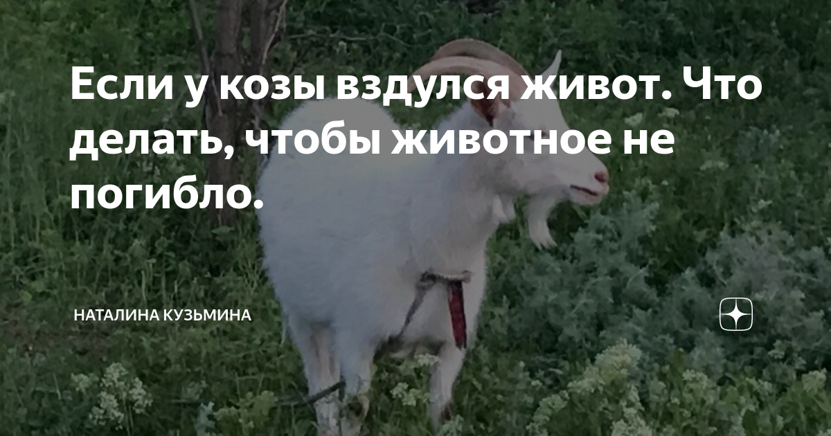 что делать если у кошки вздулся живот
