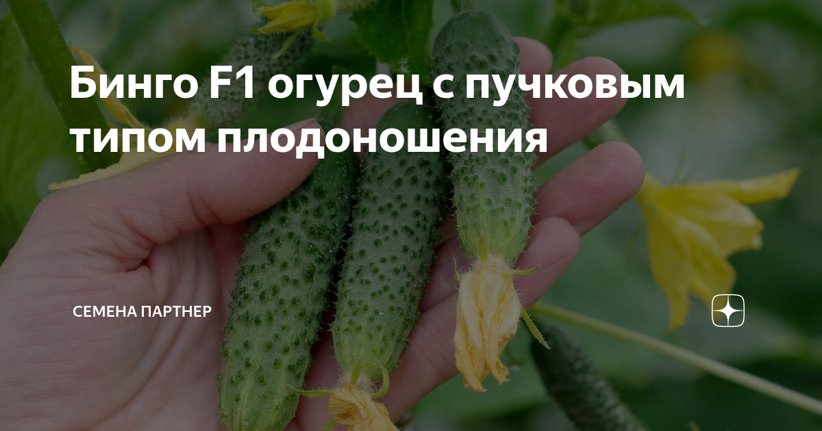 Огурец сорт бинго отзывы - 67 фото