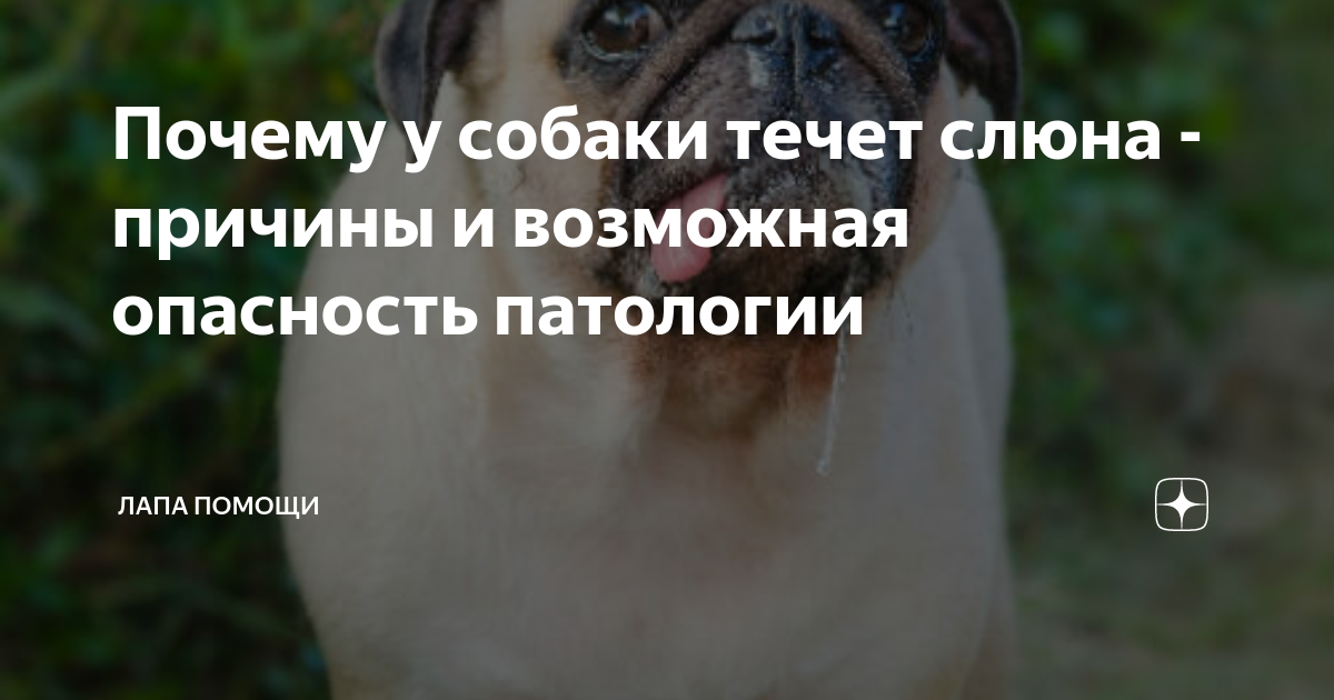 Собака икает. Икота у собаки причины. Щенок икает во сне причины.