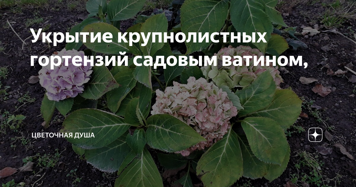 Когда укрывать гортензию крупнолистную на зиму. Клещ на крупнолистной гортензии крупнолистной. Гортензия крупнолистная укрытие на зиму Вероника Поливкина. Гортензия крупнолистная укрытие Самойлова сад для души. От клеща на гортензии.