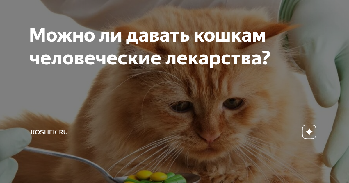 Можно ли давать кошкам человеческие лекарства? | Koshek.ru | Дзен