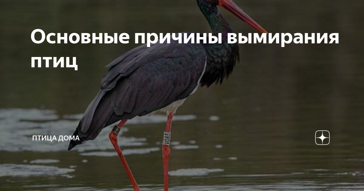 птица вид сверху. японский красноногий ибис. лысый ибис. северный лысый ибис. редкие птицы на грани вымирания.