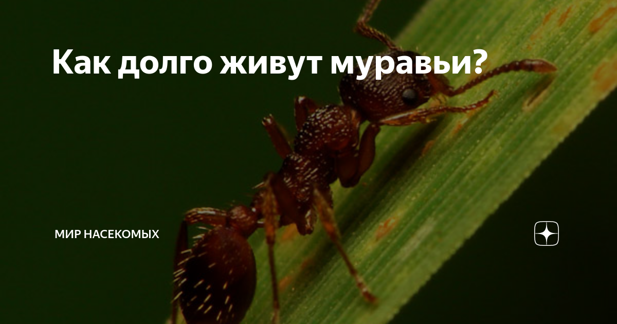 Как долго живут муравьи? | Мир насекомых | Дзен