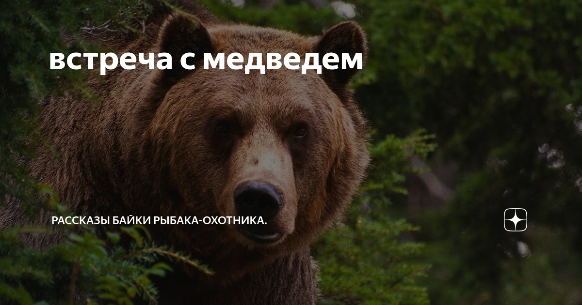 встреча с медведем | Рассказы байки рыбака-охотника. | Дзен