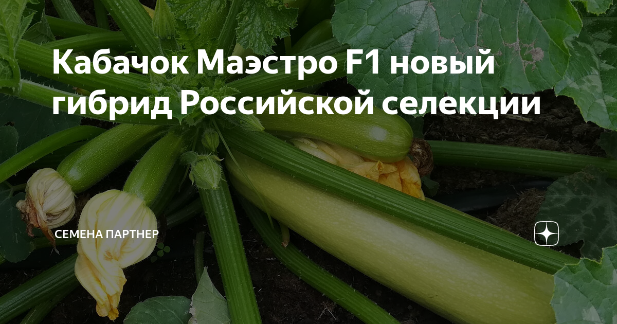 Кабачок Маэстро F1 новый гибрид Российской селекции | Семена Партнер | Дзен