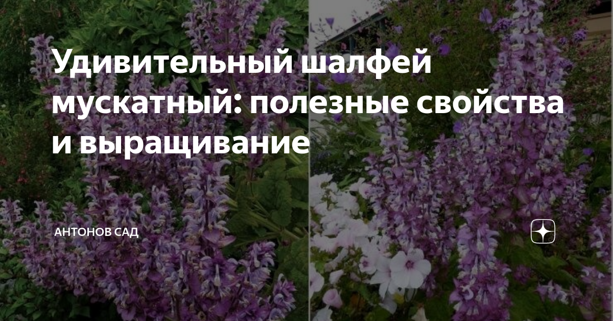 Удивительный шалфей мускатный: полезные свойства и выращивание ...