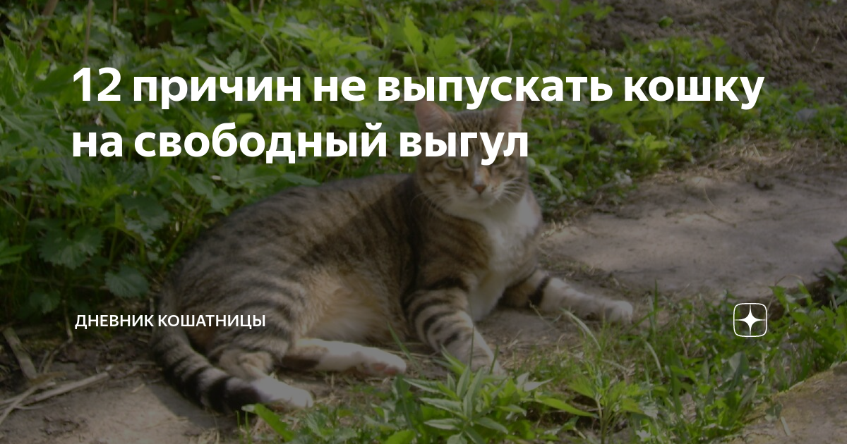 дзен записки ворчливой кошатницы
