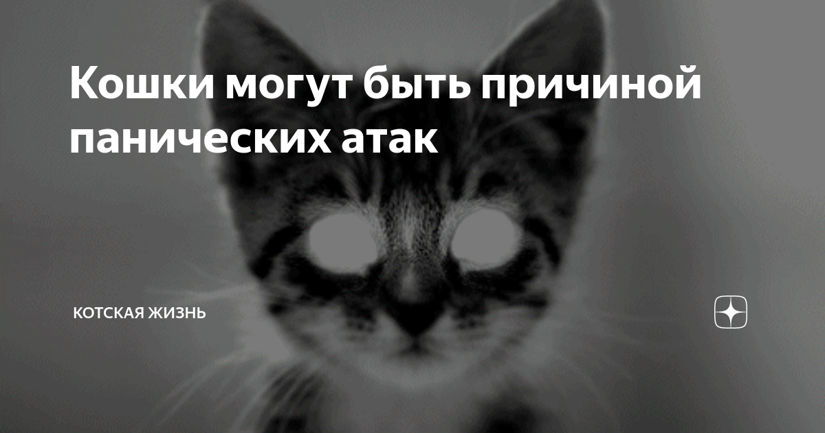 Симптомы панической активности у кошек