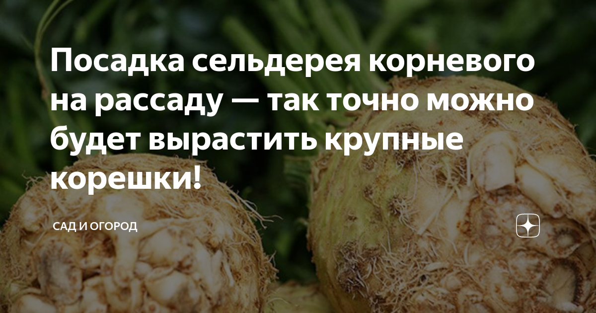 Сроки посева сельдерея. Правильный посев сельдерея корневого. Корень сельдерея семена. Сельдерей корневой выращивание. Как выращивать корневой сельдерей.