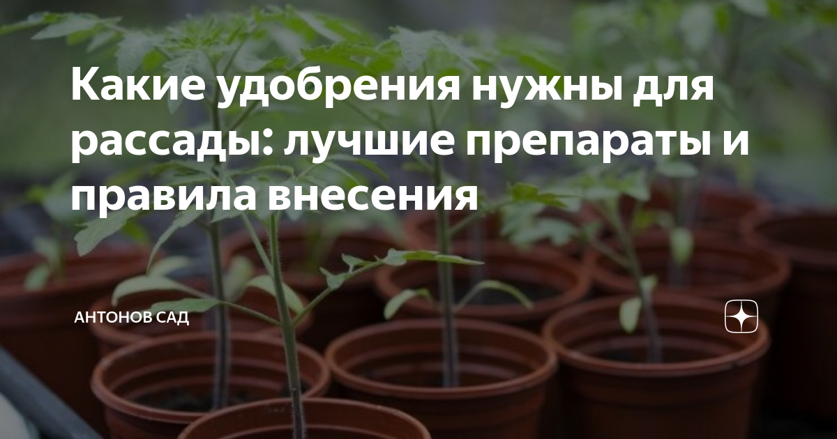 Какие удобрения нужны для рассады: лучшие препараты и правила внесения ...