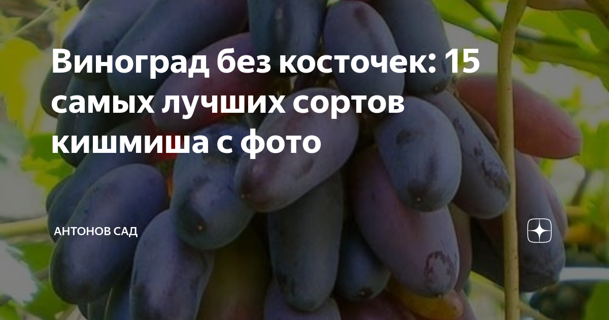 Виноград без косточек: 15 самых лучших сортов кишмиша с фото | Антонов ...
