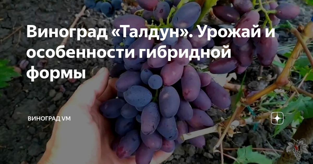 Цунами виноград описание сорта фото