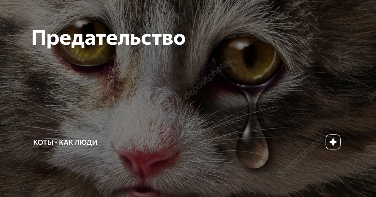 Цитаты про кошек. Кошка вылизывается. Предать кошку. Кот греет нос хвостом. Коты предатели.