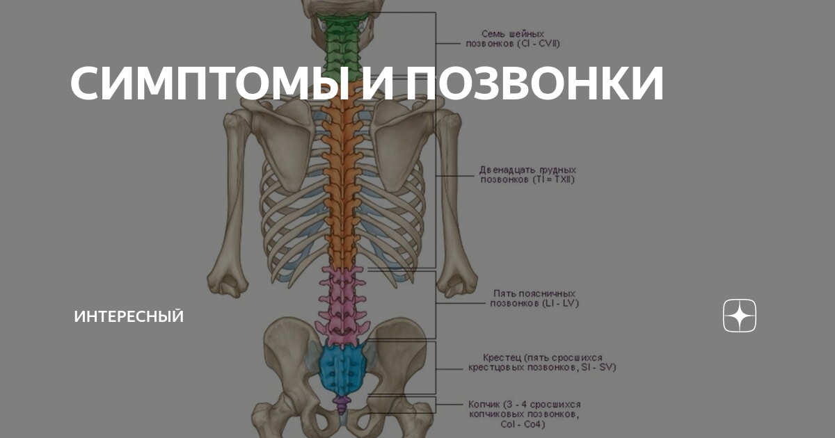 Корешки позвонков