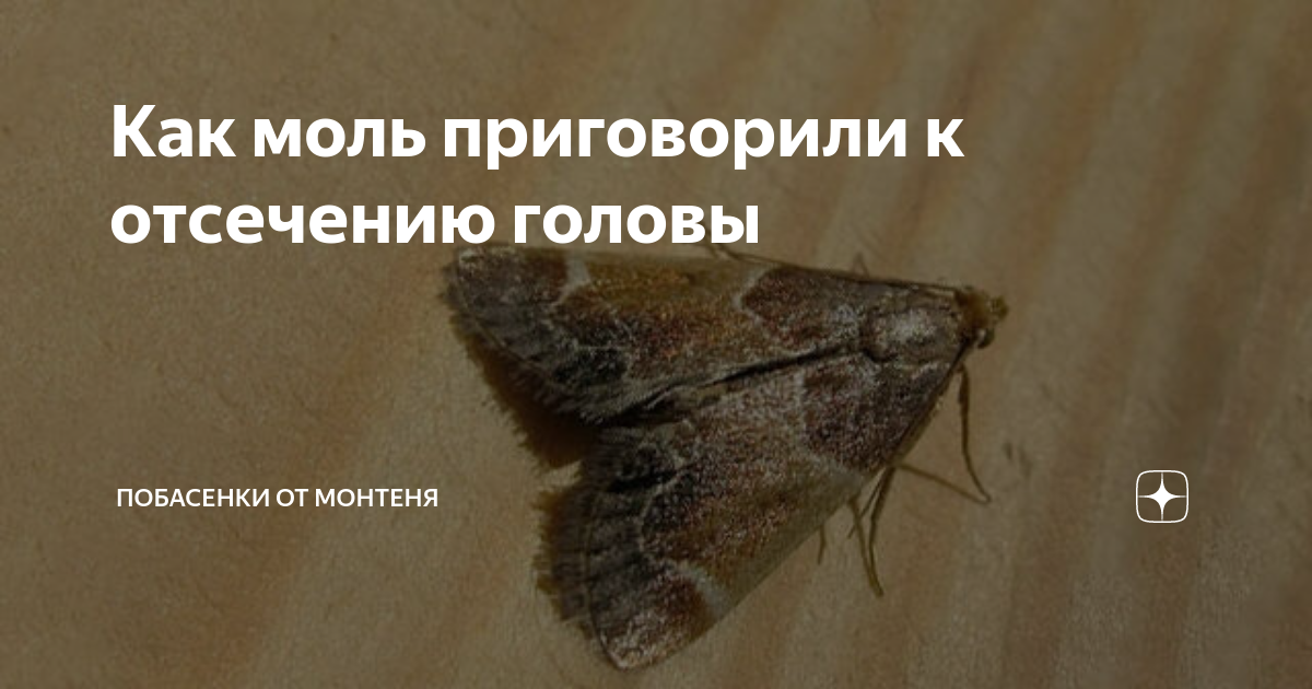 Моль начало. Мемы про моль. Моль закулисья. Боль моль. Моль NATUELLA frolalis.