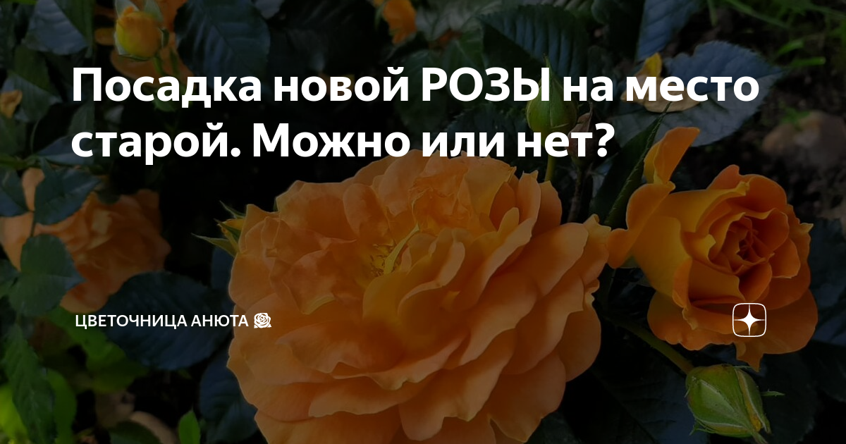 Анюта дзен. Цветочница Анюта розы. Цветочница Анюта розы дзен. Цветочница Анюта дзен. 102 Розы цветочница Анюта.