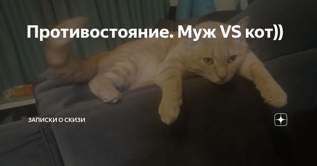 Скизи мазанкин кот дзен. Скизи Мазанкин кот. Записки про кота Скизи. Скизи глупый кот. Скизи Записки кот будь здоров.