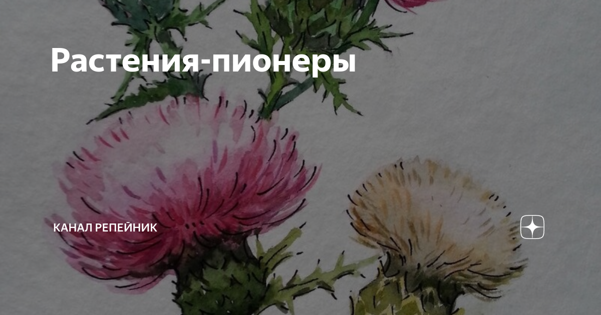 Пионеры растительности