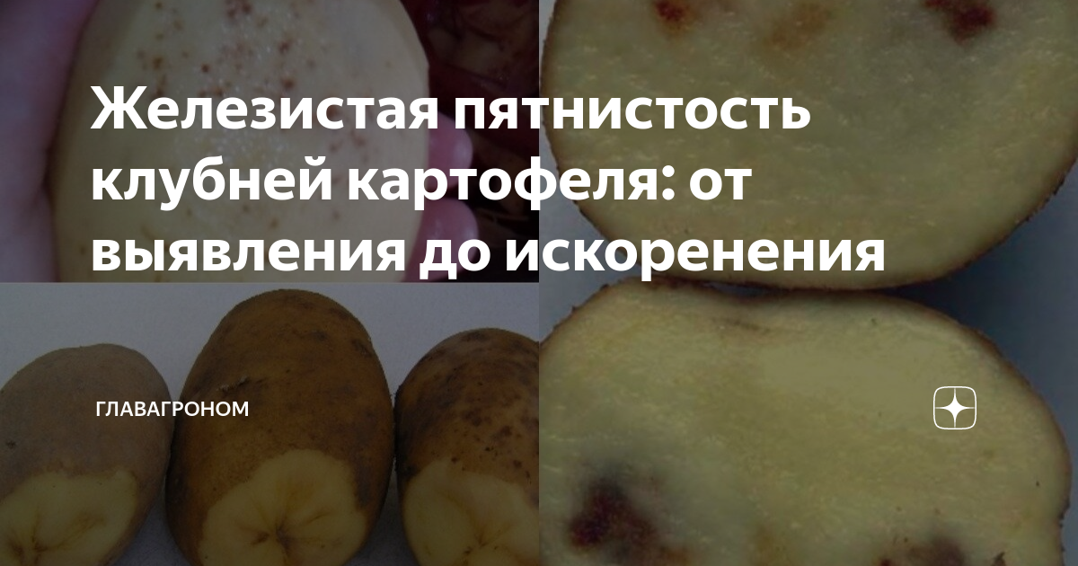 Железистая пятнистость картофеля фото Ответы : Что за зараза напала на картофель Все клубни такие