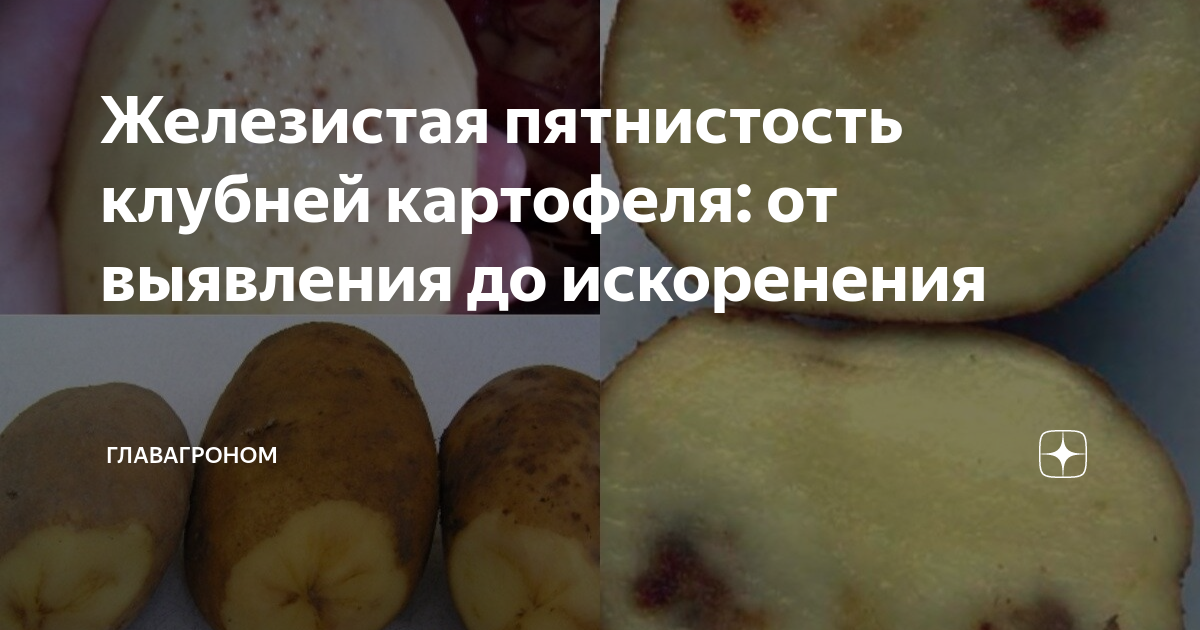 Заболевания клубней картофеля фото и название и описание