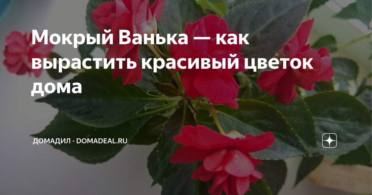 Как выглядит цветок мокрый ванька фото комнатный