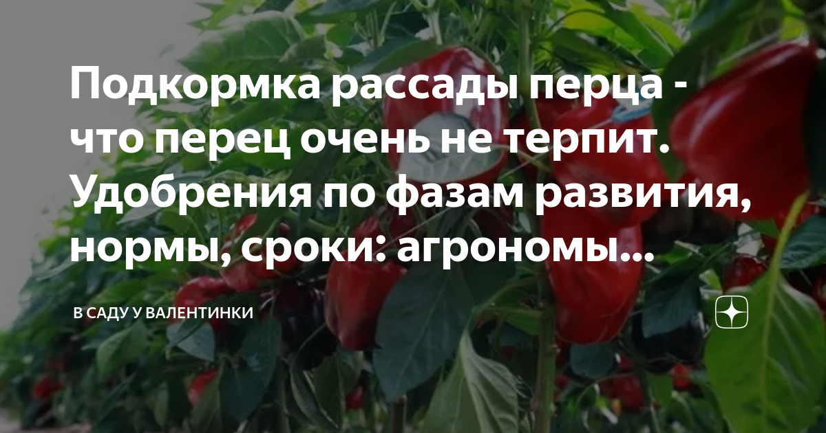Когда можно удобрять перец. Подкормки перца в теплице по фазам развития. Чем подкормить рассаду томатов чтобы были толстенькие. Удобрение для рассады. Удобрение для перца болгарского.