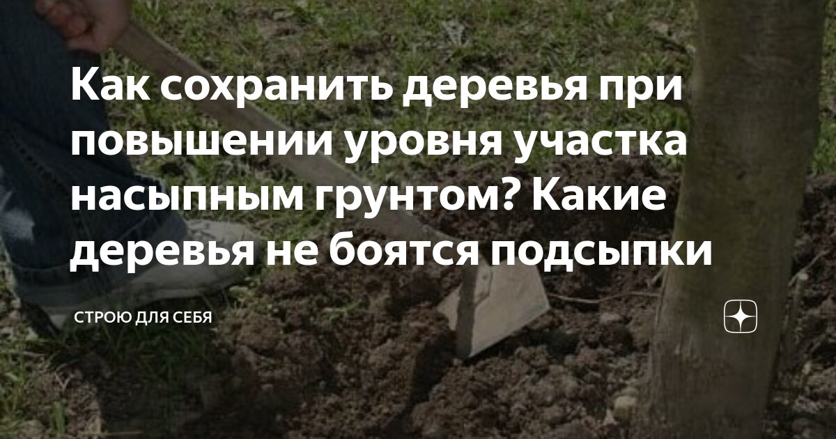 Как сохранить деревья при повышении уровня участка насыпным грунтом ...