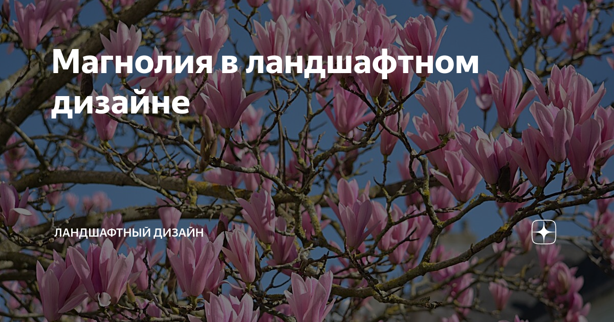 Магнолия в ландшафтном дизайне