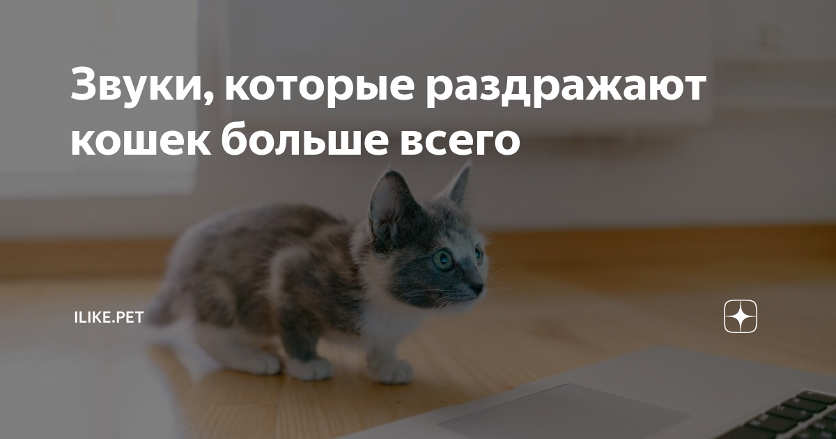 Звук раздражающий кошек. Звук который раздражает кошек. Звуки которые раздражают кошек. Звуки которые бесят кошек. Звуки раздражающие кошек и котов.