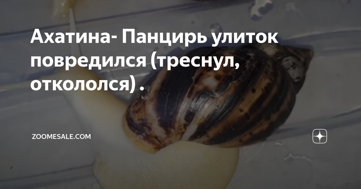 «Как лечить улитку Ахатину у которой сломался панцирь?» — Яндекс Кью