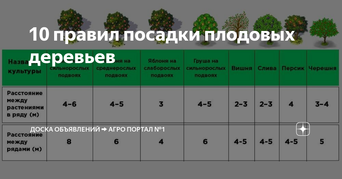 Схема посадки колоновидных яблонь расстояния меж деревьев