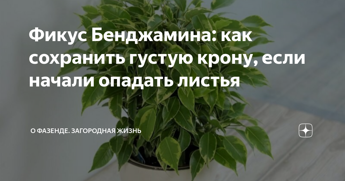 Фикус Бенджамина сбрасывает листья: причины и правила ухода, чтобы вернуть цветку прежний вид