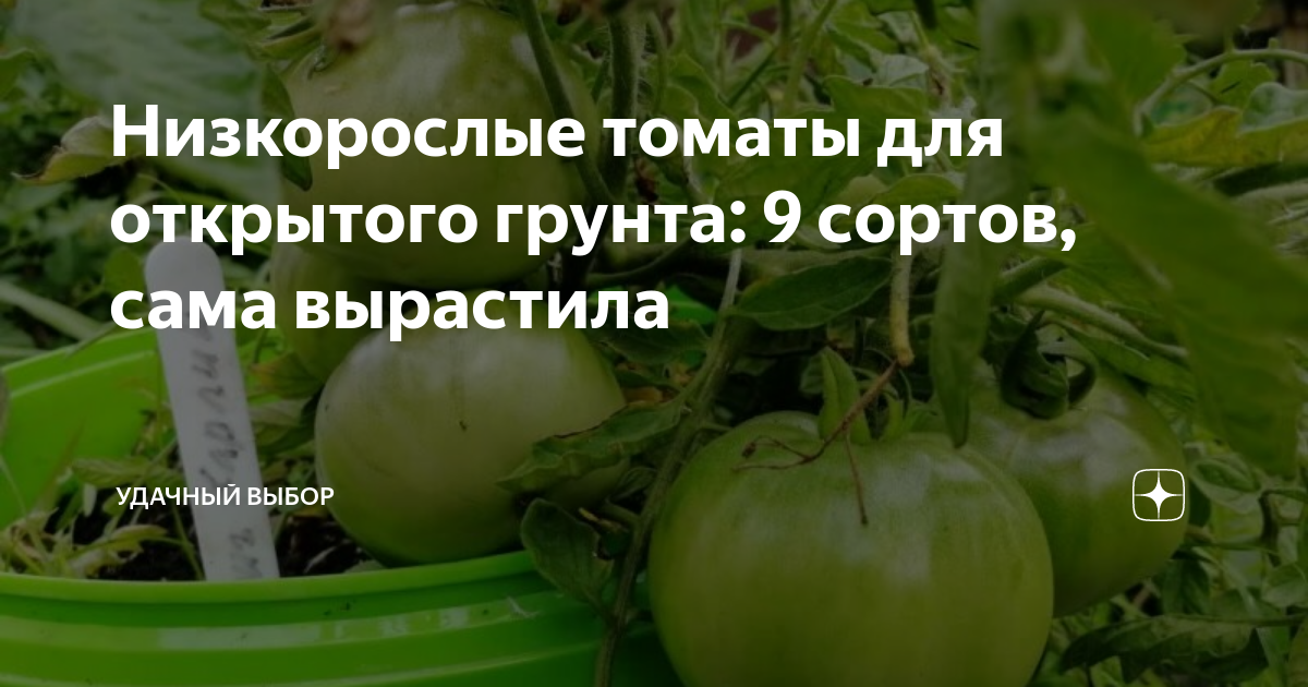 Низкорослые томаты для открытого грунта: 9 сортов, сама вырастила ...