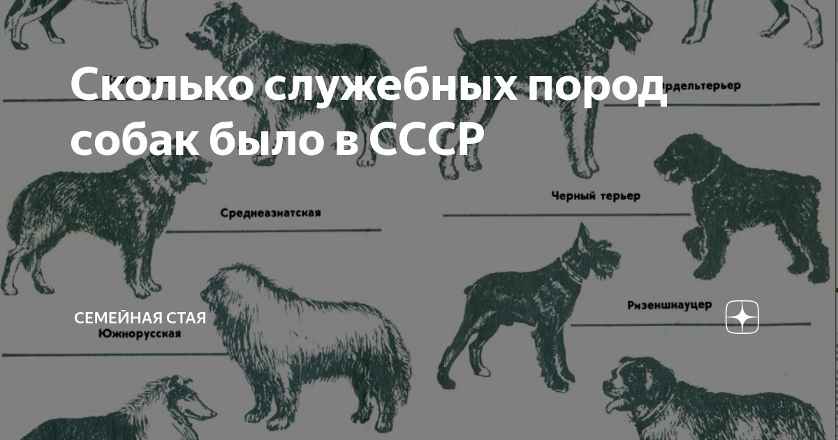 Нос и лапы спецназначения. Как военные тренируют служебных собак Аргументы и Фак