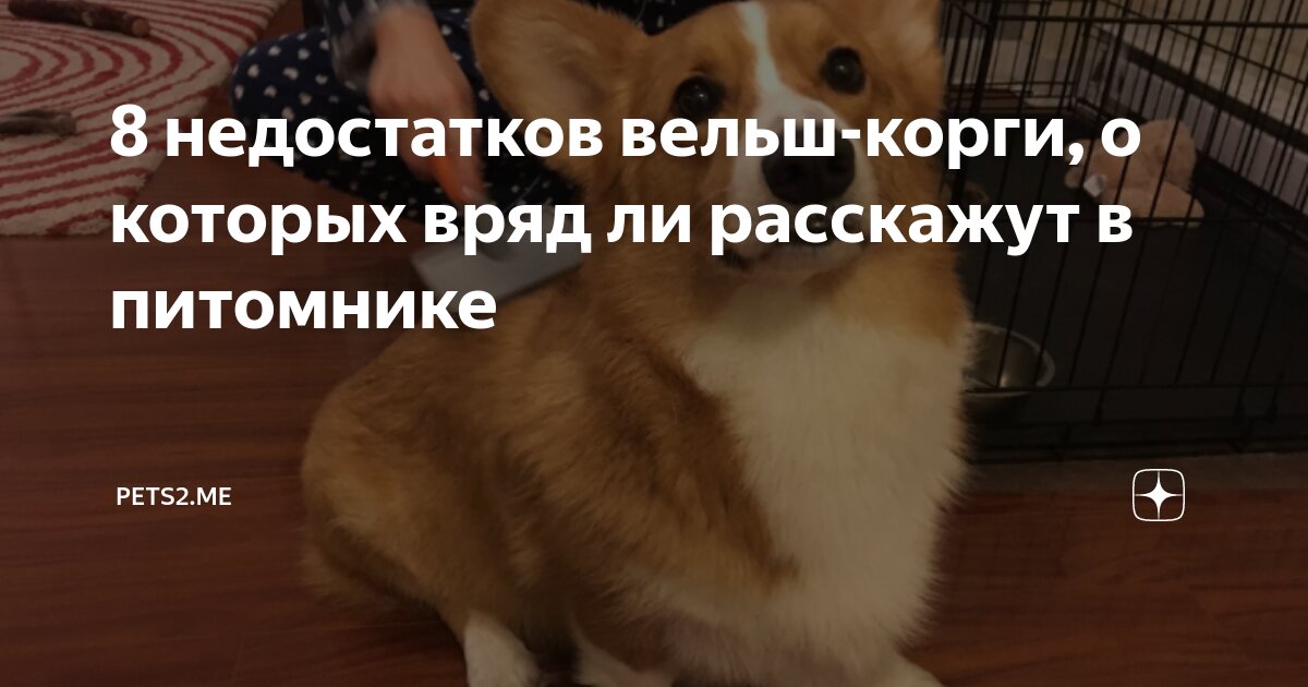 8 недостатков вельш-корги, о которых вряд ли расскажут в питомнике ...