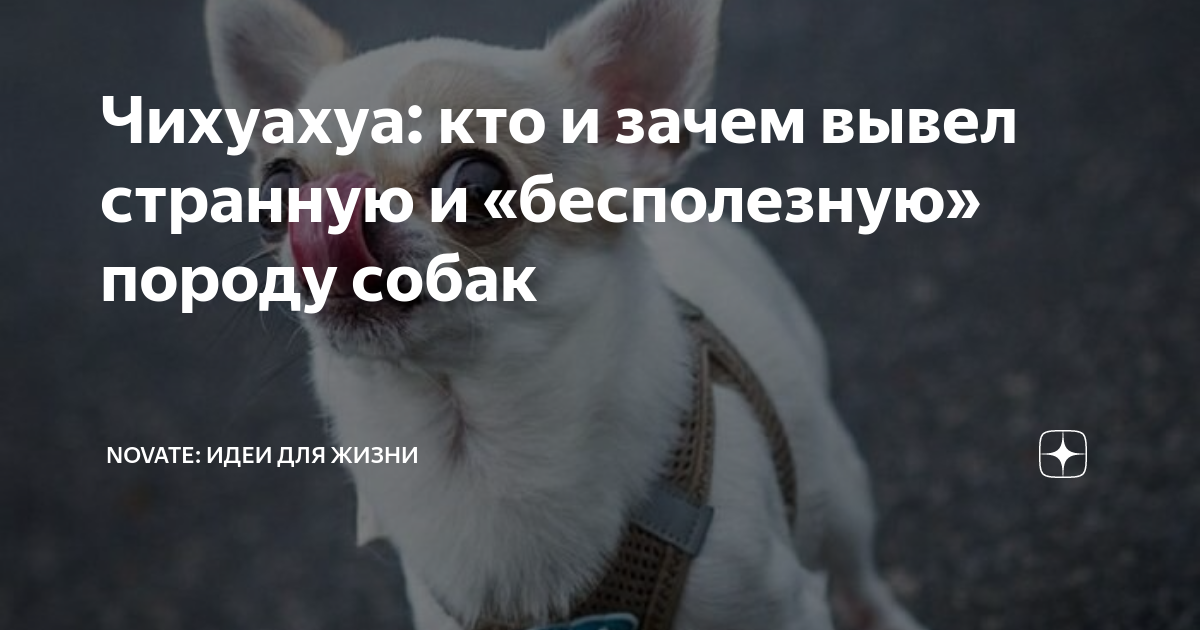 Чихуахуа: кто и зачем вывел странную и «бесполезную» породу собак ...
