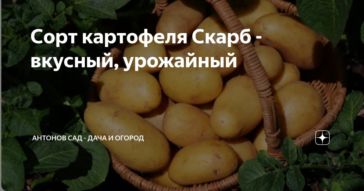 Сорт картофеля Скарб - вкусный, урожайный | Антонов сад - дача и огород ...