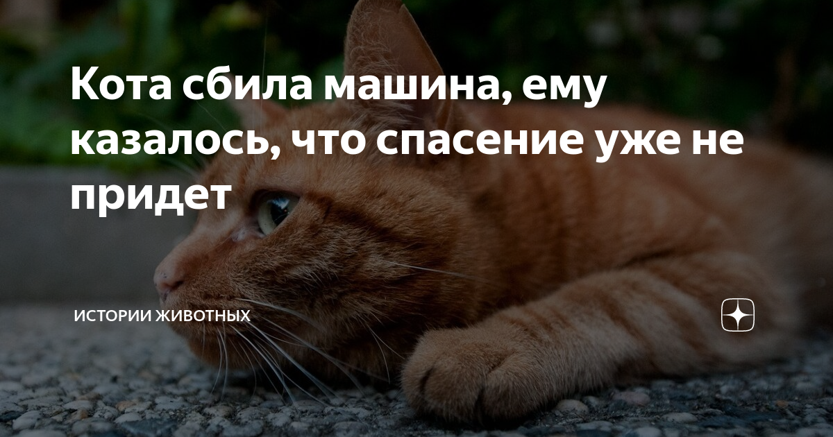 Кота сбила машина лечение