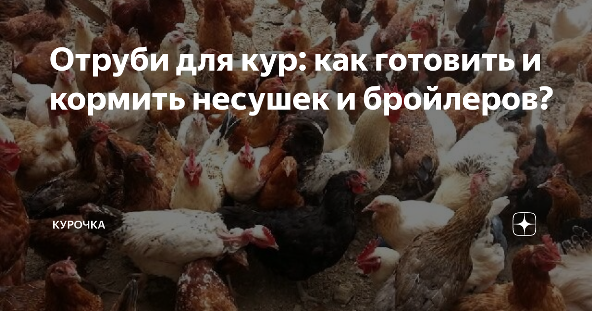 Отруби для кур: как готовить и кормить несушек и бройлеров? | Курочка ...