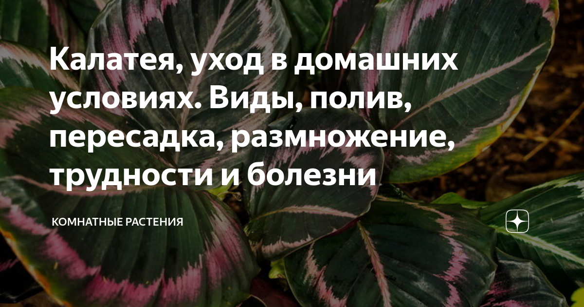 Калатея: уход в домашних условиях, пересадка и размножение, виды