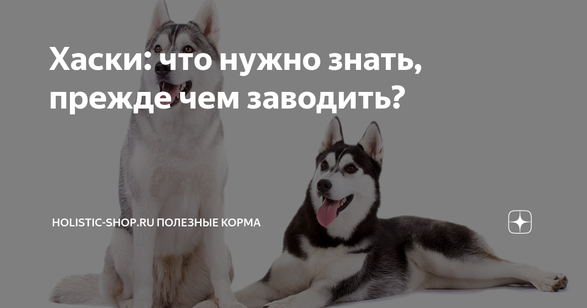 Хаски что делать Хаски что делать