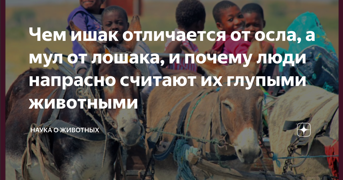 лев сколько лет живет