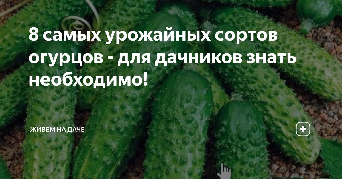 Огурцы самые урожайные сорта открытого грунта. Высокоурожайные сорта огурцов. Самые плодоносные сорта огурцов. Сорт огурцов белая дача. Огурца сорт Буратино.