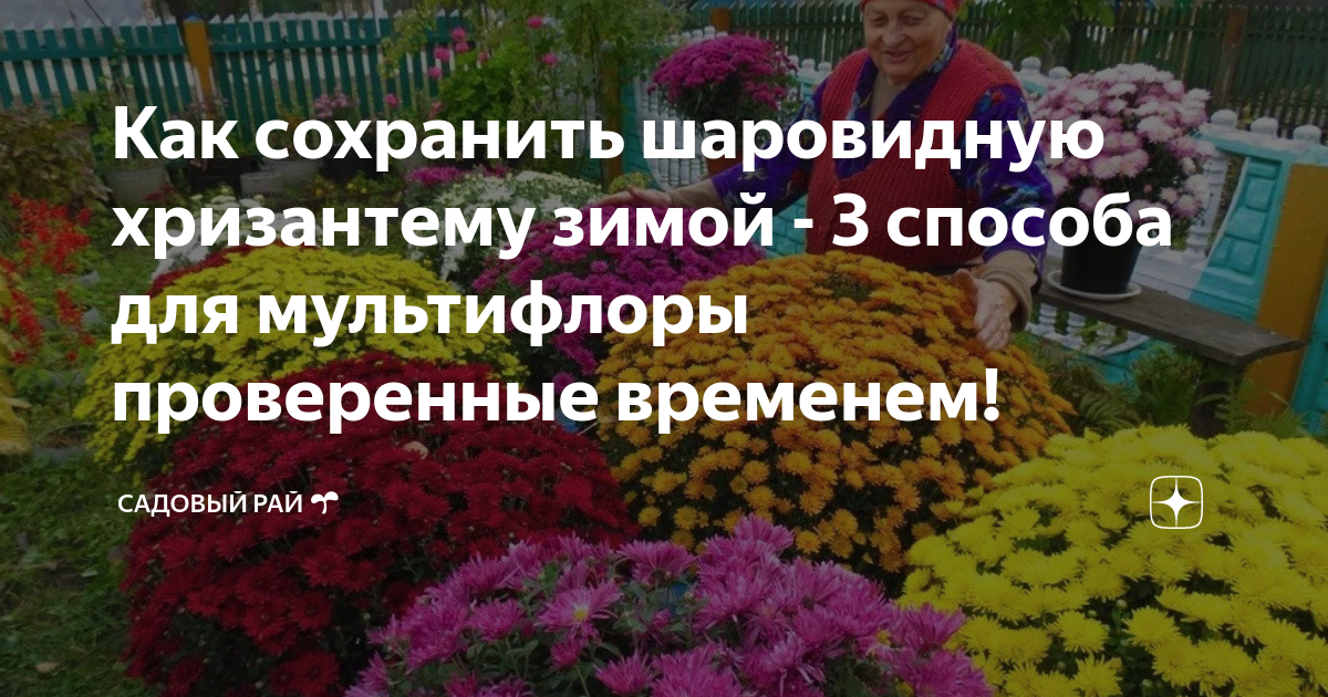 Как сохранить хризантемы. Хризантема мультифлора шаровидная зимовка. Зимнее хранение хризантем мультифлора. Хризантема мультифлора зимовка в теплице. Зимнее хранение мультифлоры.