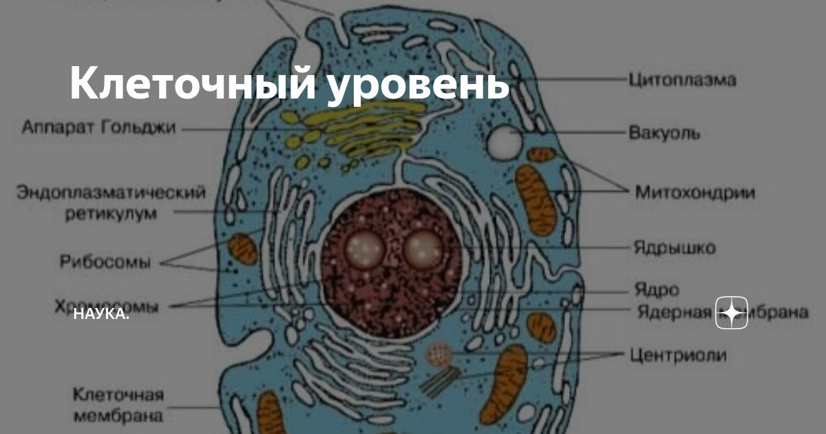Клетка уровень