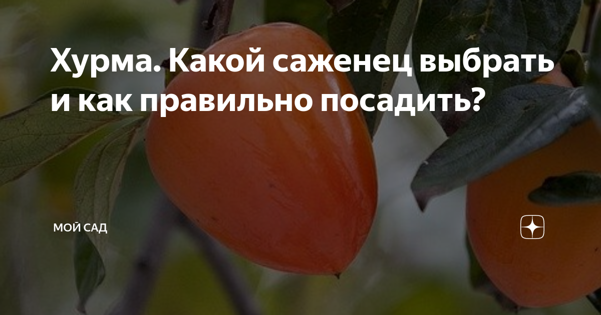 Хурма. Какой саженец выбрать и как правильно посадить? | Мой сад | Дзен