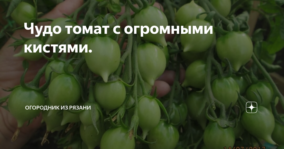 Семена томатов рязань. Томат огородник из Рязани. Огородник из Рязани каталог семян томатов.